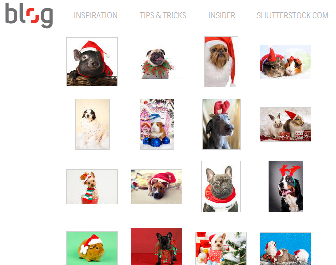 The 12 Days of Cuteness : 12 Portraits of Pets in Christmas Costumes