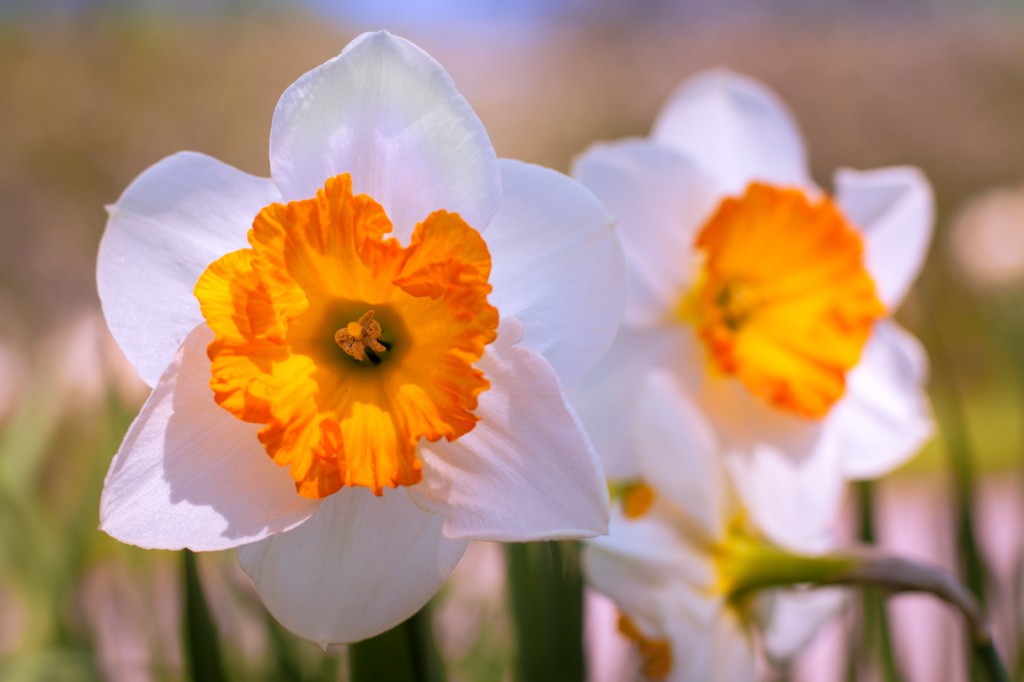 Free photo of daffodil